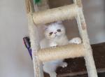 White male kitten - Exotic Kitten For Sale - Fort Loudon&comma; PA&comma; US