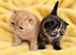 Nakiri & Blaze Tortie Female - Exotic Kitten For Sale - Danforth&comma; ME&comma; US