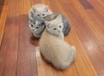 Scottish straight Ginger - Scottish Straight Kitten For Sale - Charlotte&comma; NC&comma; US