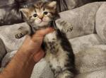 Luna - Siberian Kitten For Sale - Chelsea&comma; MA&comma; US