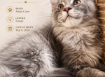 Anfisa - Maine Coon Kitten For Sale - 