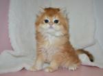 Golden British Kitten female - British Shorthair Kitten For Sale - Aliso Viejo&comma; CA&comma; US