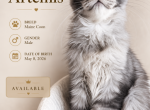 Artemis - Maine Coon Kitten For Sale - 