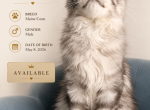 Armageddon - Maine Coon Kitten For Sale - 