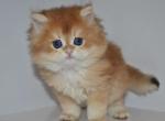 Golden British Kitten male - British Shorthair Kitten For Sale - 