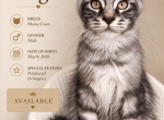Angel - Polydactyl Kitten For Sale - 