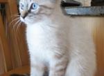 Marla Siamese Lynx - Siamese Kitten For Sale - 