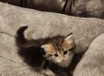 Bella - Siberian Kitten For Sale - Chelsea&comma; MA&comma; US