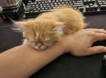 Squishy - Persian Kitten For Adoption - Renton&comma; WA&comma; US