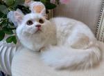 Munchkin White Male - Munchkin Cat For Sale - Orlando&comma; FL&comma; US