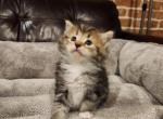 Mowgli - Siberian Kitten For Sale - Chelsea&comma; MA&comma; US