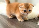 HTX mini Arisha golden Scottishkilt munchkin fold - Munchkin Kitten For Sale - TX&comma; US