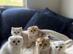 Coco and Mileys - Scottish Fold Kitten For Sale - MA&comma; US