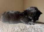 Domestic long hair kittens - American Longhair Kitten For Sale - Germantown&comma; MD&comma; US