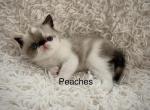 Adorable Exotic Shorthair kittens - Exotic Kitten For Sale - Harrisburg&comma; PA&comma; US