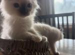 Cappy - Ragdoll Kitten For Sale - Church Hill&comma; TN&comma; US