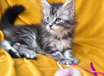 Girl V19 - Maine Coon Kitten For Sale - Virginia Bch&comma; VA&comma; US