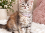 Girl V18 - Maine Coon Kitten For Sale - 