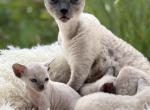 Mia - Cornish Rex Kitten For Sale - Geneva&comma; IL&comma; US