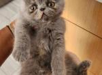 Bubbles - Persian Kitten For Sale - Chula Vista&comma; CA&comma; US