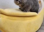 Boys Club - Persian Kitten For Sale - Chula Vista&comma; CA&comma; US