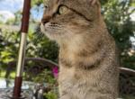 Simba - Scottish Fold Cat For Adoption - OH&comma; US