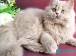 Winona - British Shorthair Kitten For Sale - 