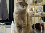 Luna - Scottish Fold Cat For Sale - 