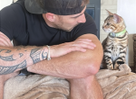 Zebediah - Bengal Kitten For Sale - Gresham&comma; OR&comma; US