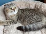 Belle - Scottish Fold Kitten For Sale - Newport&comma; ME&comma; US