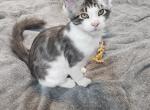 Maine coon male kitten - Maine Coon Kitten For Sale - 