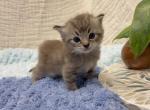 Marble - Ragdoll Kitten For Sale - Ozark&comma; MO&comma; US
