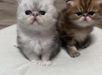 Dotcha litter - Persian Kitten For Sale - 