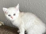 Prinz - Scottish Straight Kitten For Sale - Bradenton&comma; FL&comma; US