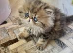 Zoye - Persian Kitten For Sale - Chicago&comma; IL&comma; US