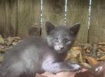 5 Russian blue kittens for sale - Russian Blue Kitten For Sale - Antelope&comma; CA&comma; US