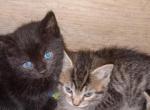 Blackie - Maine Coon Kitten For Sale - Barnet&comma; VT&comma; US