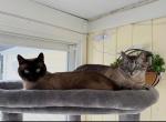 Mookie - Siamese Cat For Sale - MA&comma; US