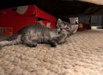 Gumdrops - Domestic Kitten For Sale - Saint Paul&comma; MN&comma; US