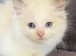 TICA chocolate bicolor girl - Ragdoll Kitten For Sale - Lock Haven&comma; PA&comma; US