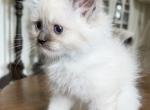 TICA Blue Mitted Male - Ragdoll Kitten For Sale - Lock Haven&comma; PA&comma; US