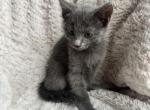 Russian Blue Female Kitten - Russian Blue Kitten For Sale - 