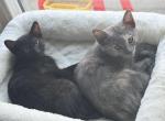 Luna and Latto - American Shorthair Kitten For Sale - Fairfield&comma; CA&comma; US