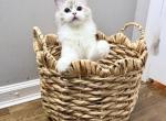 Jojo - Ragdoll Kitten For Sale - Queens&comma; NY&comma; US