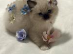 Darling Dollcats - Ragdoll Kitten For Sale - Matthews&comma; NC&comma; US