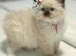 Darling Dollcats Ragdoll Kittens - Ragdoll Kitten For Sale - Matthews&comma; NC&comma; US