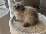 Sunny - Ragdoll Kitten For Sale - 