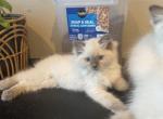 Ragdoll - Ragdoll Kitten For Sale - San Diego&comma; CA&comma; US