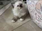 Susan - Ragdoll Kitten For Sale - 