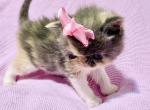 Dilute Calico ESH - Exotic Kitten For Sale - Oklahoma City&comma; OK&comma; US